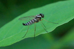 Chrysopilus ornatus
