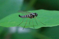 Chrysopilus ornatus