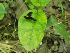 Chrysopilus davisi