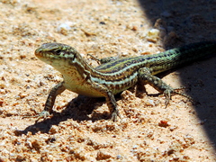 Podarcis pityusensis