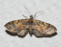Eupithecia palpata