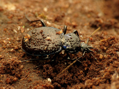 Sphaeroderus stenostomus