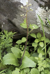 Micranthes californica