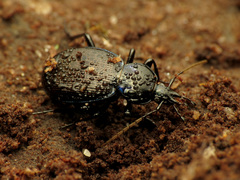 Sphaeroderus stenostomus