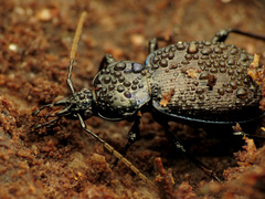Sphaeroderus stenostomus