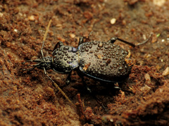 Sphaeroderus stenostomus