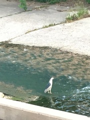 Nycticorax nycticorax