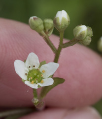Micranthes californica