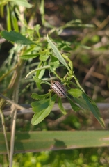 Disonycha bicarinata