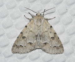 Acronicta innotata