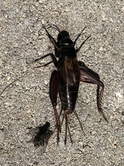 Gryllus rubens