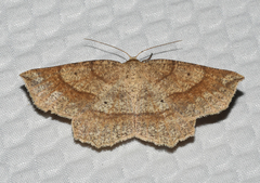 Euchlaena marginaria