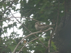 Passer domesticus