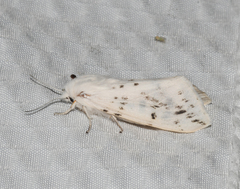 Spilosoma dubia