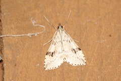Udea washingtonalis