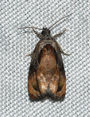 Zomaria interruptolineana