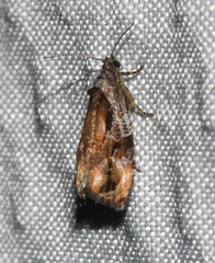 Zomaria interruptolineana