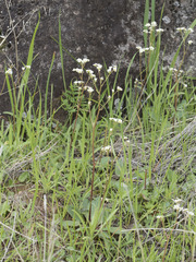 Micranthes integrifolia