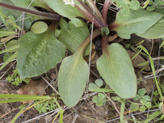 Micranthes integrifolia