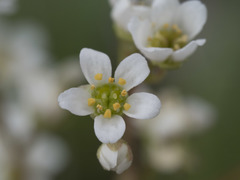 Micranthes integrifolia