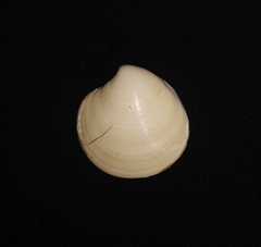 Dosiniinae