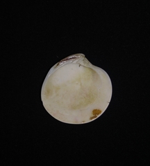 Dosiniinae