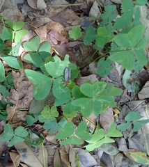 Gnamptonychia ventralis