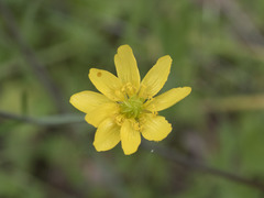 Ranunculus canus