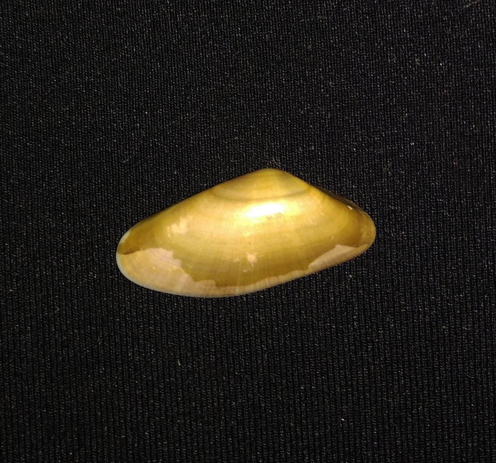 California beanclam