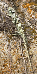 Chamaeleonidae