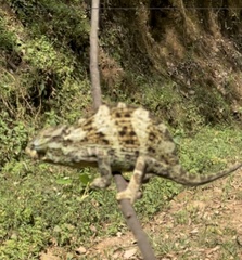 Chamaeleonidae