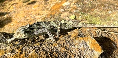 Chamaeleonidae