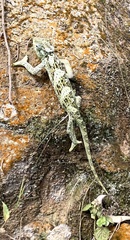Chamaeleonidae