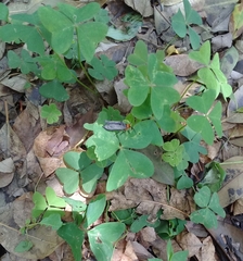 Gnamptonychia ventralis