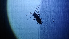 Trichoferus campestris