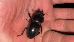 Serrognathus titanus castanicolor