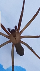 Loxosceles reclusa