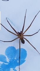 Loxosceles reclusa