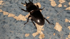 Serrognathus titanus castanicolor