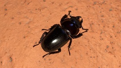 Serrognathus titanus castanicolor