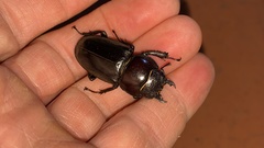 Serrognathus titanus castanicolor