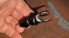 Serrognathus titanus castanicolor