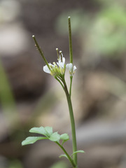 Cardamine oligosperma