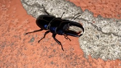 Serrognathus titanus castanicolor