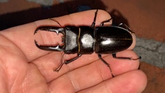 Serrognathus titanus castanicolor