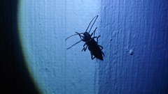 Trichoferus campestris