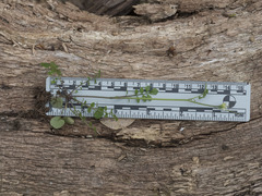 Cardamine oligosperma