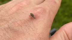 Cyphicerini
