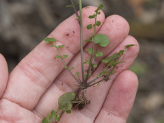 Cardamine oligosperma