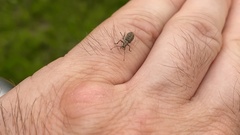 Cyphicerini